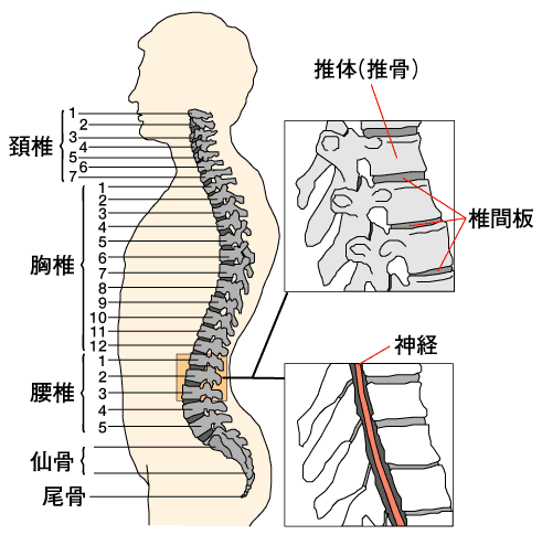 胸椎 に対する画像結果